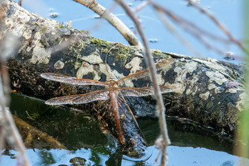 big brown dragonfly sits on a branch in the water and lays eggs in the water