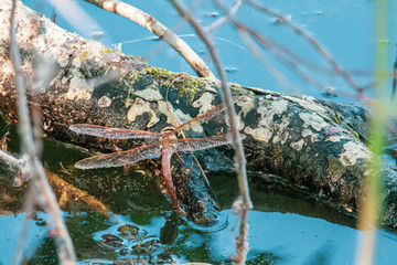 big brown dragonfly sits on a branch in the water and lays eggs in the water