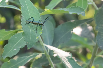 green longhorn beetle climbs around in the green grass