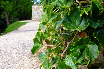 wild green vine on vertical wall. bright green leaves. blurred fortress stone wall and crashed...