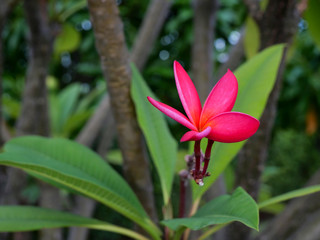 Red Plumeria flower on a blurred tree with a green background
