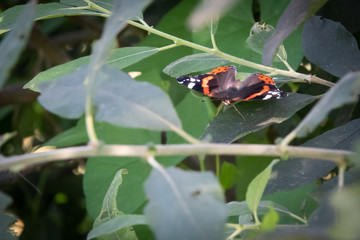  black-and-white-orange Admiral Butterfly sitting on a green leaf