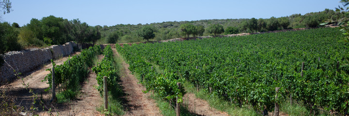 Fototapeta na wymiar Menorca, Balearic Islands. Grape fields, summer, sunny day.
