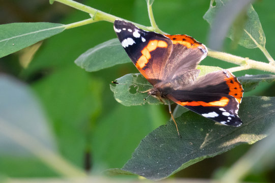  black-and-white-orange Admiral Butterfly sitting on a green leaf © karegg