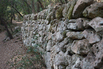 Forest trail. Walking route.