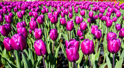 Beautiful tulips flower in the garden