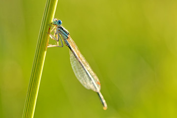Dragonfly. Nimfa stawowa (Common blue damselfly).