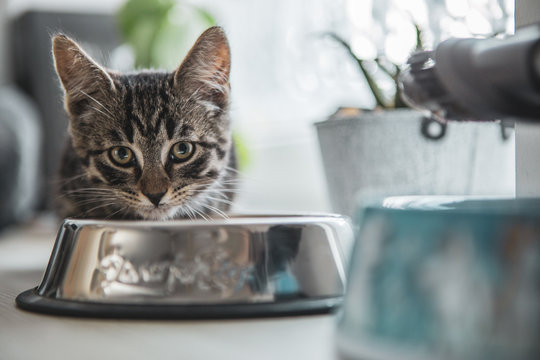European shorthair cat eats from its bowl and looks into the camera