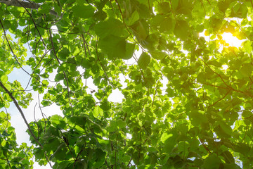 Fototapeta na wymiar green teak leaves