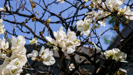 White bougainvillea with clear blue sky, city garden, home plants, blossom, branches 