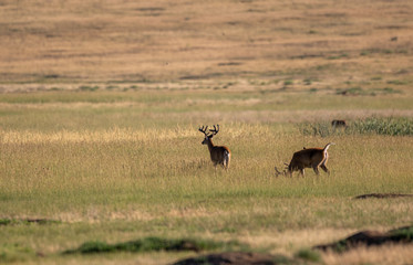 Whitetail Deer Bucks in Summer in Colorado