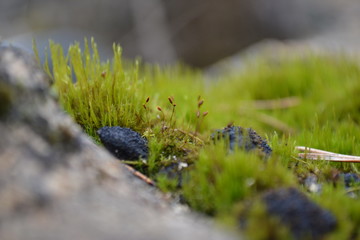 Moss on a stone