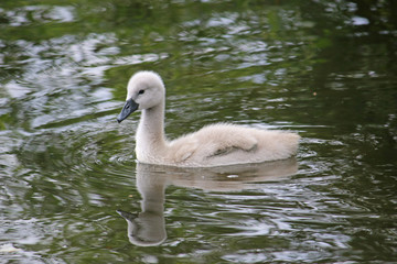 cygnet on a lake