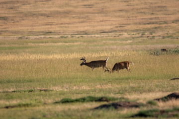 Whitetail Deer Bucks in Summer in Colorado