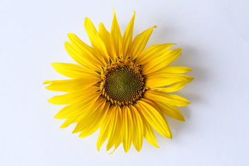 One large blooming sunflower flowe. Yellow sunflower flower on a white background. View from above. Close-up.