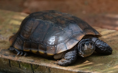 Tortoises (Testudinidae) are reptile species of the family Testudinidae of the order Testudines. They are particularly distinguished from other turtles by being land-dwelling.