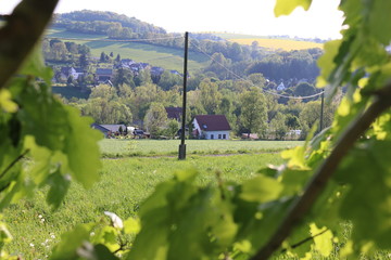 Blick aus dem Wald