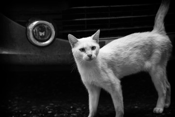 Abandoned street cats