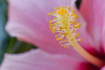 Hibiskus © Marcin Radło