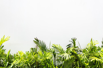 Palm tree in front of the wall