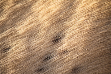 Winter light on horse fur