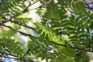 green leaves on a tree