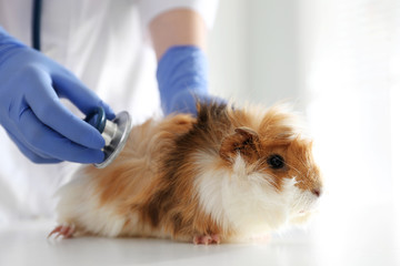 Female veterinarian examining guinea pig in clinic, closeup - Powered by Adobe