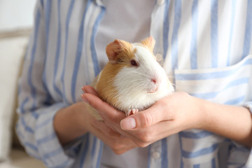 Woman holding cute small guinea pig indoors, closeup