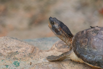 Tortoises (Testudinidae) are reptile species of the family Testudinidae of the order Testudines. They are particularly distinguished from other turtles by being land-dwelling.