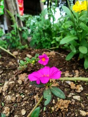 pink flower in the garden