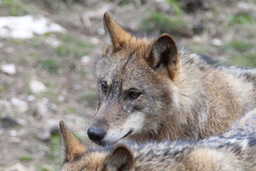 iberian, animal, wild, europe, spain, gray, carnivore, nature, mammal, fauna, forest, wolf, lupus, grey, spanish,