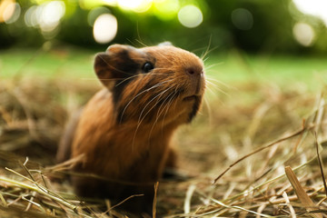 Cute funny guinea pig and hay outdoors, closeup