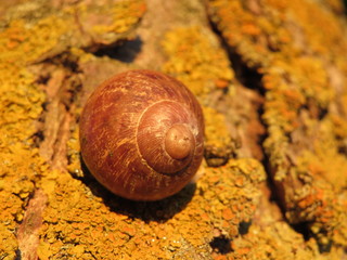 slow animal shell shell house antennae trail