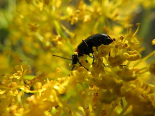 insect flower pollination beautiful natural macro beetle