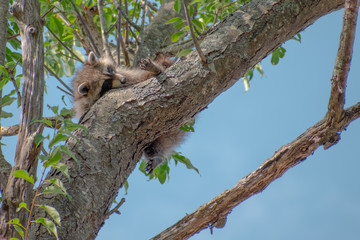 A cute wild racoon resting its head on a tall tree branch in front of blue summer sky and green leaves during summer. Its back paw showing. 