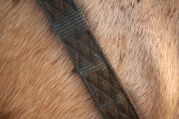 Bridled lipizzan horse in a winter day
