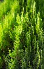 Cypress branches are illuminated by the sun. Natural green coniferous backgrounds. Partial defocus.