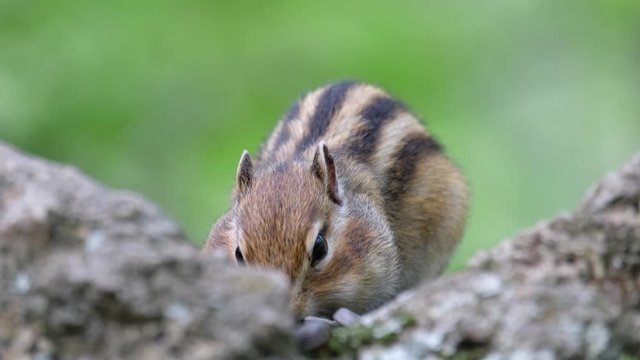 Video of chipmunk eats sunflower seeds on the stone