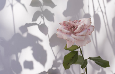 faded rose on a white-gray background