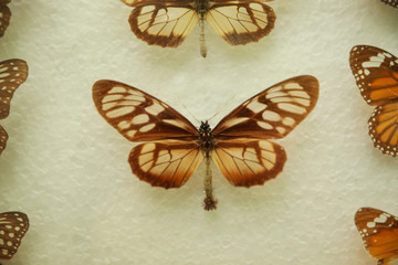 Obraz na płótnie Canvas Beautiful Ituna lamirus butterfly on white background