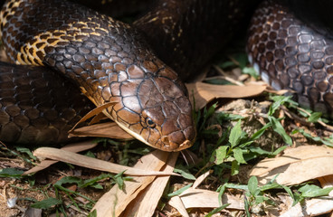 The king cobra (Ophiophagus hannah), also known as the hamadryad, is a species of venomous snake in the family Elapidae, endemic to forests from India through Southeast Asia.