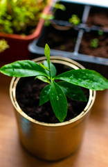 Small sprouted lemon tree in a tin can on a wooden table, close-up. Selective focus