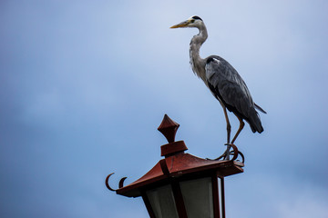 Grulla en farola