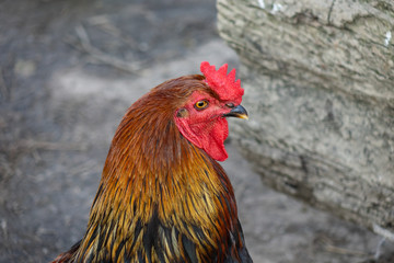 Cock