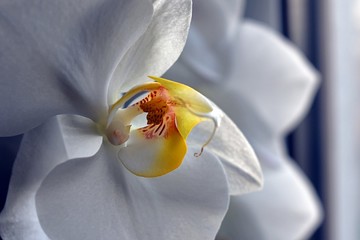 Biała orchidea - obrazy, fototapety, plakaty