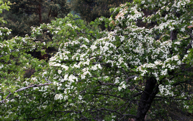 Plant of Crataegus monogyna with flowers