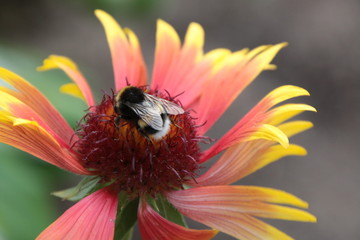 Hummel auf einer Blume