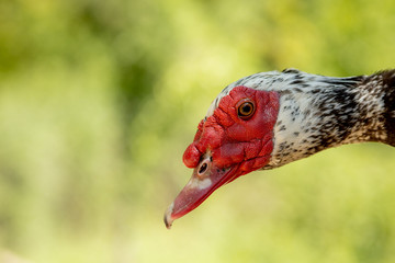Portrait of a duckling. Duck head close up. Macro shot. Black bird. Black domestic ducks