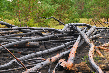 Fallen burned and charred trees after a fire in a pine forest.