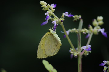 butterfly on flower